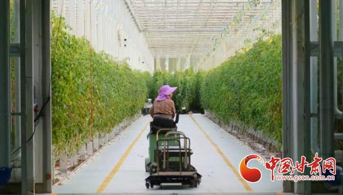 棕榈股份打造设施农业“开封模式”：智慧棚里长出“智慧果”