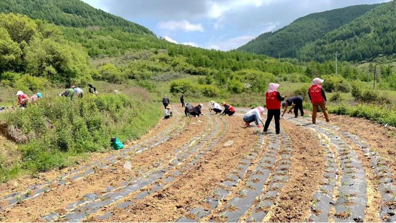 武山县龙台镇：栽下万寿菊 开出“致富花”