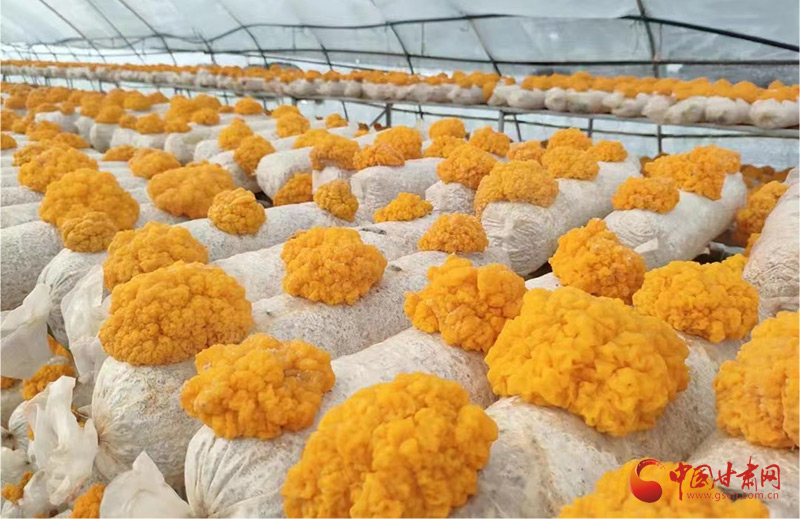 玉门柳湖：金耳菌种植照亮致富“黄金路”