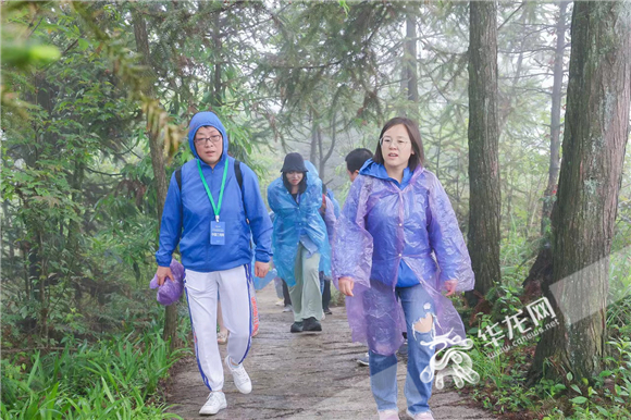 百家融媒体记者重庆行来到彭水阿依林海,深入原始森林“氧吧”,近距离观看红豆杉,感知不一样的康养旅游。华龙网-新重庆客户端 黄欢 摄