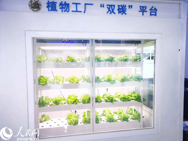在中关村论坛展览(科博会)现场展示的植物工厂。人民网记者 李栋摄