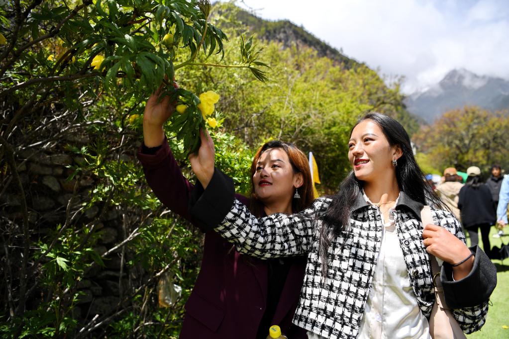 持续发展生态旅游——“西藏江南”大花黄牡丹花开引客来