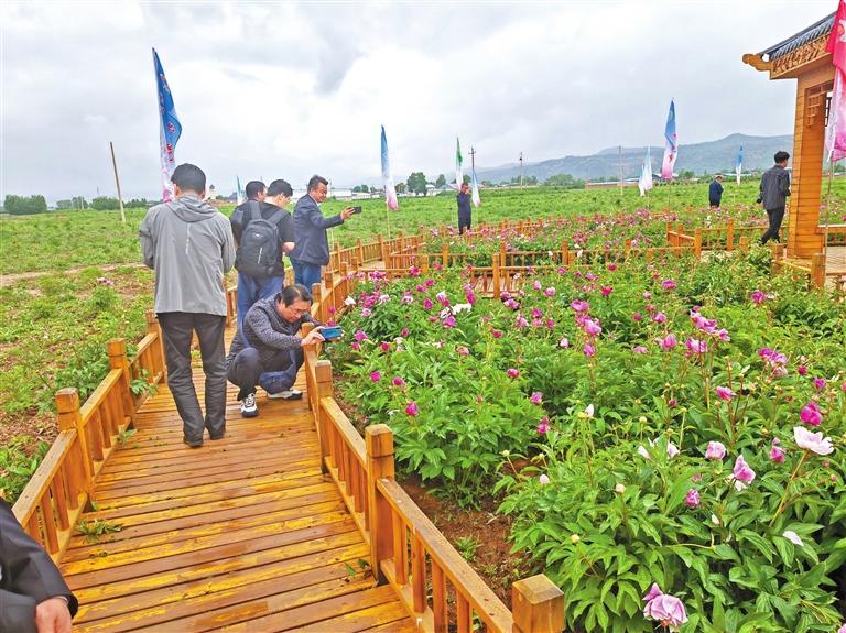 临夏市首届枹罕芍药中药（赏花）节开幕