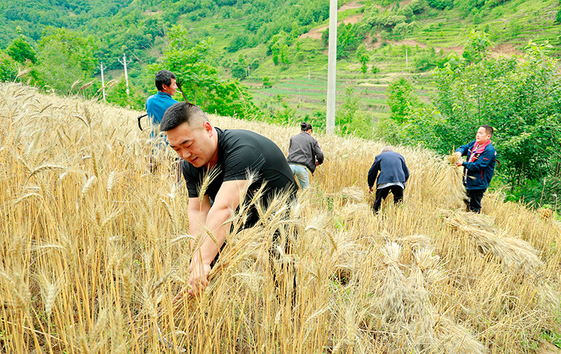 康县：小麦开镰收割