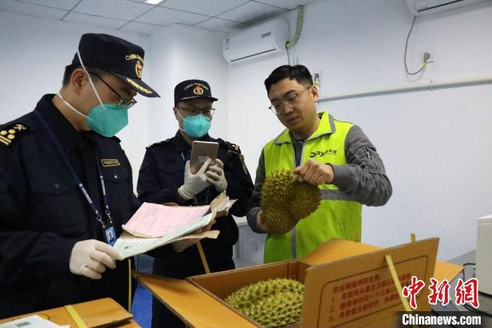 图为兰州海关查验关员对进口榴莲实施检疫查验。　冯莉洁 摄