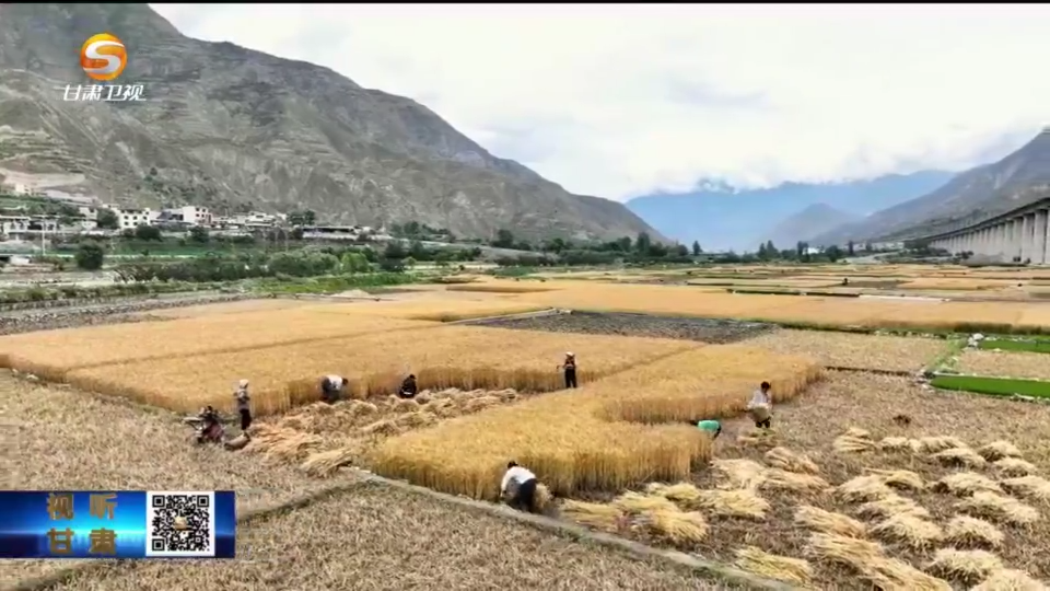 【短视频】陇南武都区7.2万亩小麦迎来丰收