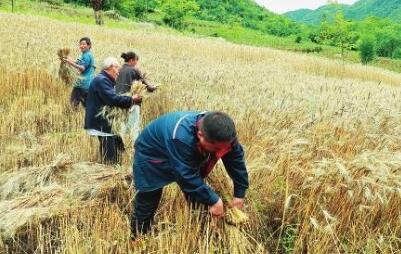 抓紧农时抢收小麦