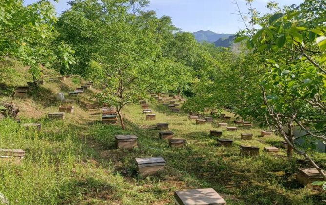 西和县六巷乡：“小蜜蜂”大产业 绘就“甜蜜”新画卷