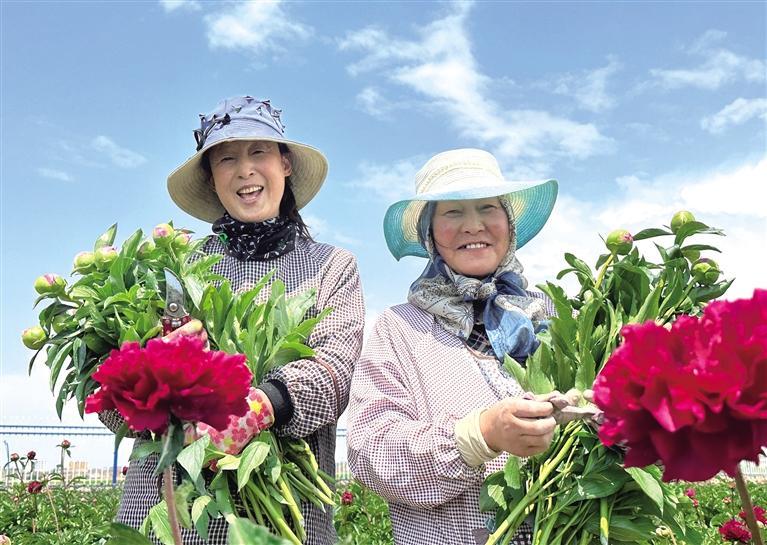 秦川园区鲜切花——“新宠”芍药上市