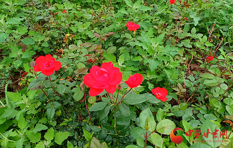 华亭：聚力“花经济” 做好“花文章”