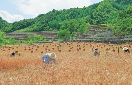 康县冬小麦预计近日可全部收割完毕