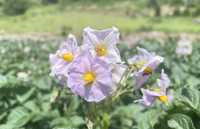 临夏县：洋芋花开好 “丰”景