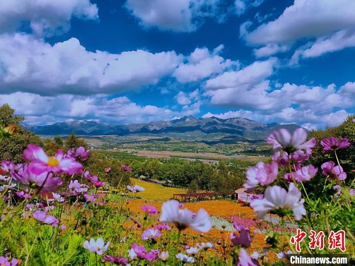 图为盛夏时节的油嘴湾“花海”。　受访者供图