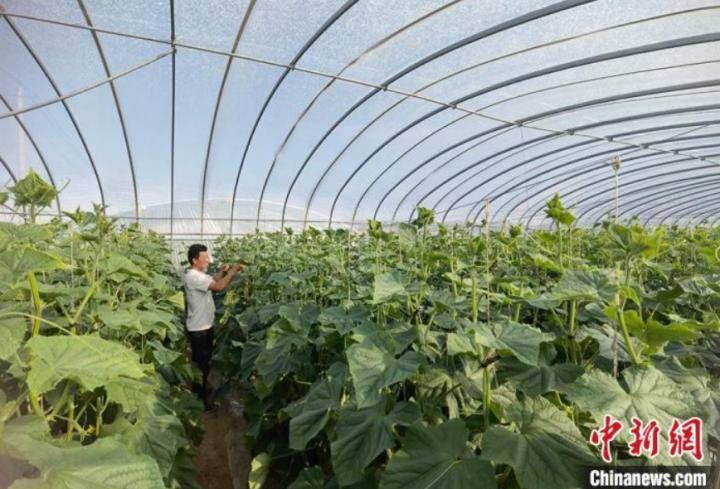 图为富坪村村民打理自家大棚种植黄瓜。 刘玉桃 摄 图为富坪村村民打理自家大棚种植黄瓜。 刘玉桃 摄