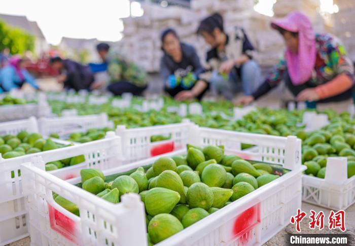 荣成是中国青皮无花果的主产区，近年来该市把无花果种植作为重点发展的特色产业。　李信君 摄