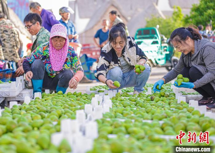 果农们除接受批发商批量采购外，还通过民众采摘体验和网络销售相结合的方式拓展销路。　李信君 摄