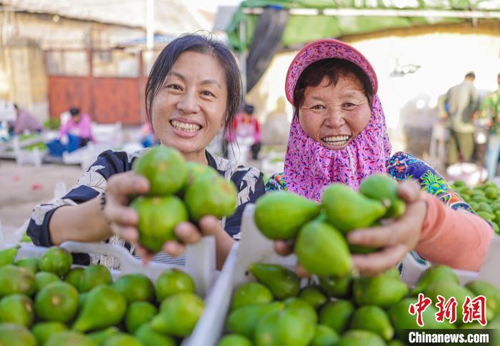 小小无花果成为当地果农的“致富果”。 　李信君 摄