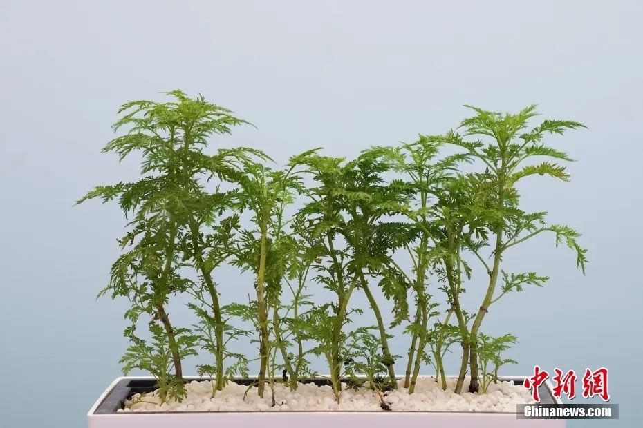 中医药为何应成为中华文化走出去的先锋？
