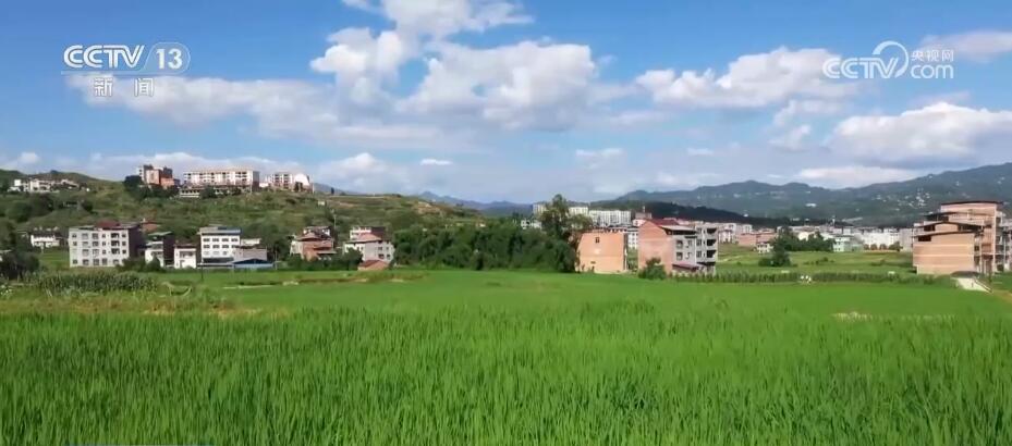 持续降雨诱发病虫害多发 农技人员现场“把脉”支招