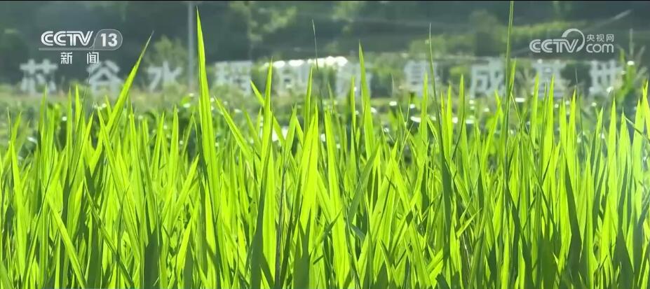 持续降雨诱发病虫害多发 农技人员现场“把脉”支招