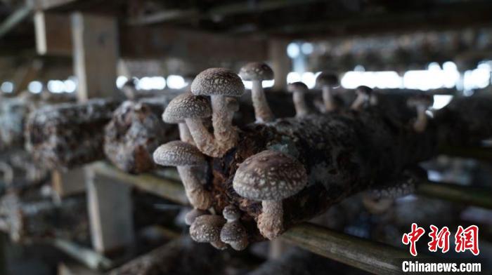 宁夏泾源:小菌菇“长”成大产业释放振兴新活力