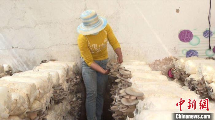 村民在自家菌菇棚中工作。 泾源县融媒体中心供图 村民在自家菌菇棚中工作。 泾源县融媒体中心供图