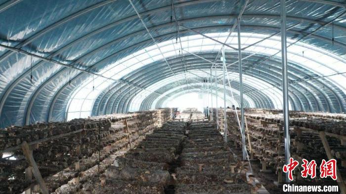 排列整齐的菌菇棚。 泾源县融媒体中心供图 排列整齐的菌菇棚。 泾源县融媒体中心供图