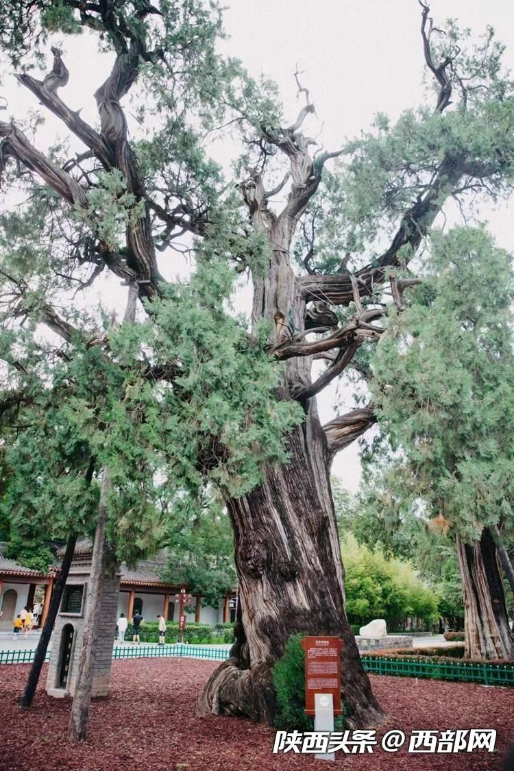 【盛世中华 何以中国】黄帝陵：“赫赫始祖”给后世留下了什么？