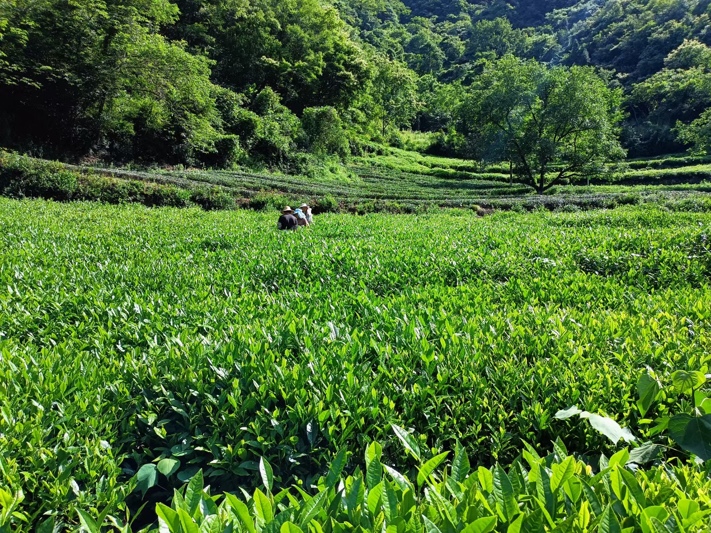 甘肃省文旅厅印发《通知》规范旅游市场秩序 维护游客合法权益