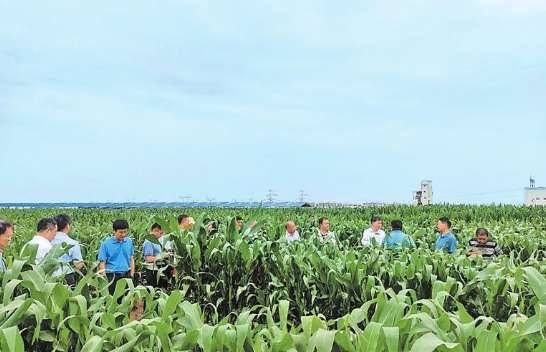 多样化种植现场观摩会在武威张掖举办