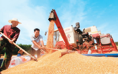今年全国夏粮实现丰收，总产量达14613万吨 稳定全年粮食生产有了坚实基础（锐财经）