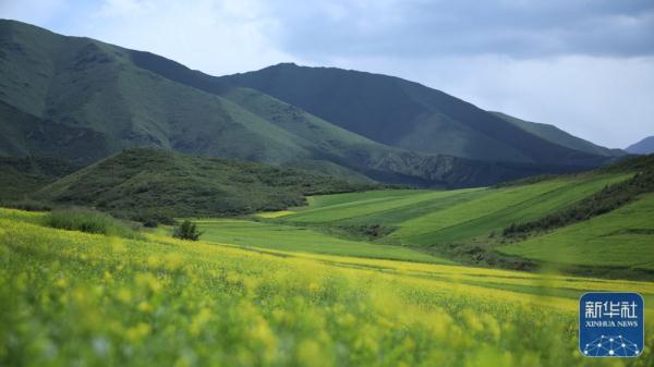 甘肃古浪：荒山变“绿海”