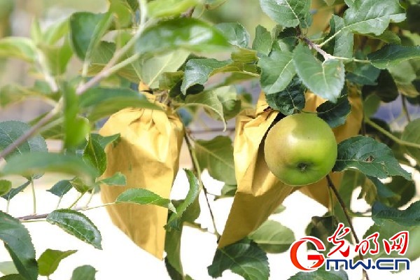 我们的家园|小苹果带动大产业,带你看看这座阿坝州小村的乡村振兴新模式 我们的家园|小苹果带动大产业,带你看看这座阿坝州小村的乡村振兴新模式