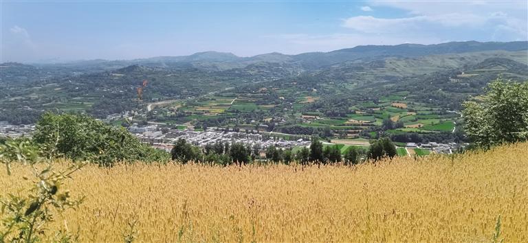 临夏州多地小麦进入成熟期