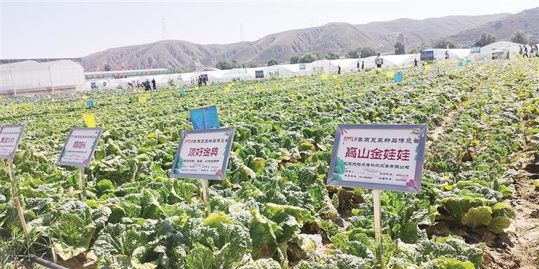 高原夏菜从地头走向世界