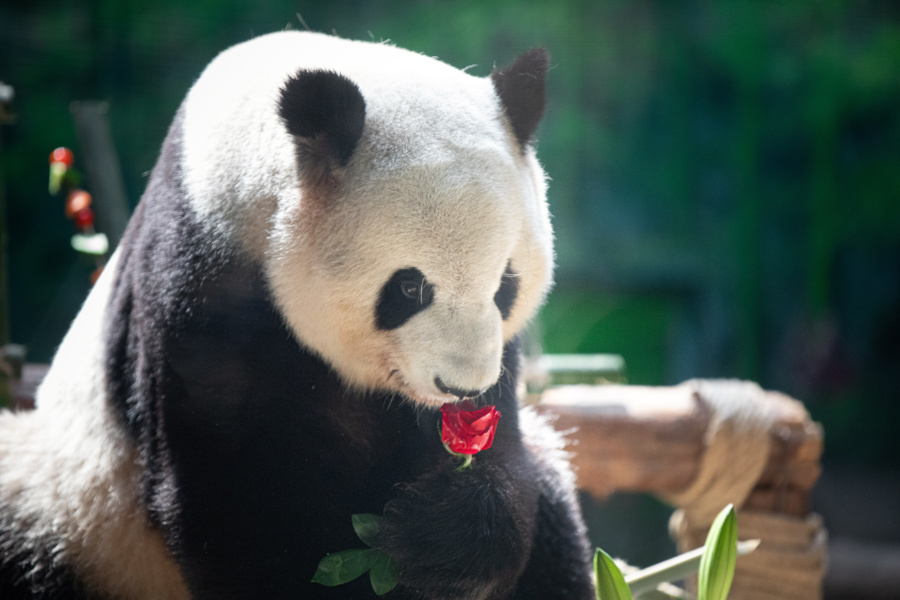 场内装点的鲜花,吸引了熊猫的注意。集美区融媒体中心供图