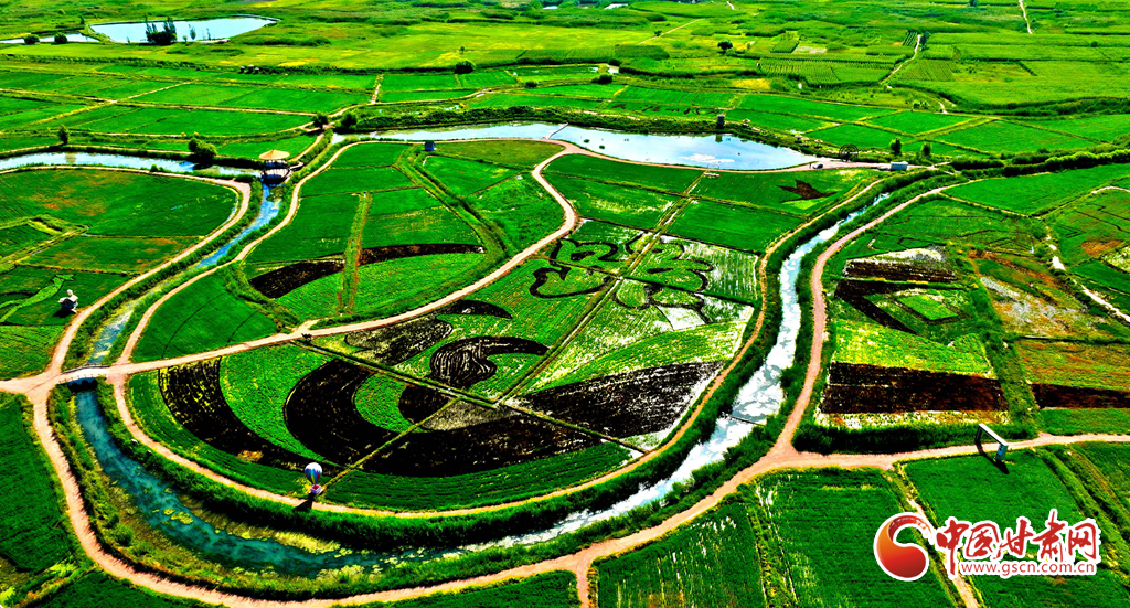 【陇拍客】甘肃甘州：巨型“稻田画”绘就好“丰”景