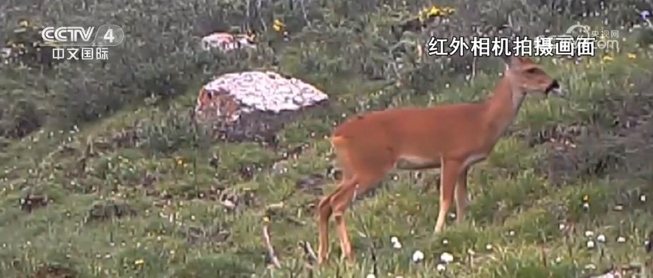 多种珍稀野生动物亮相大通北川河源区