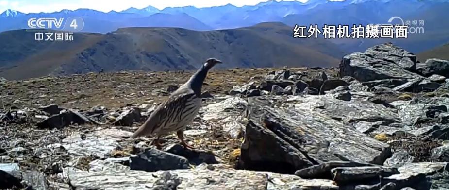 多种珍稀野生动物亮相大通北川河源区