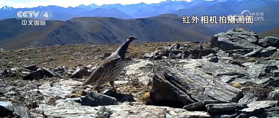 多种珍稀野生动物亮相大通北川河源区