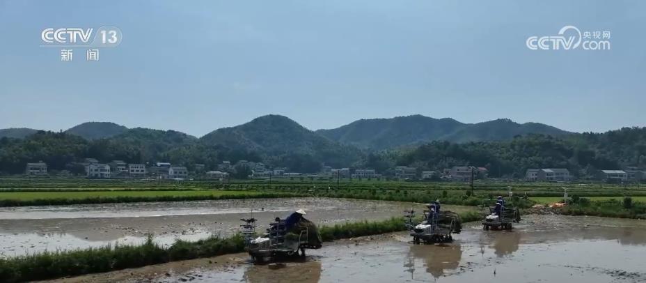 湖南水稻“双抢”基本结束 已完成1907万亩晚稻栽插