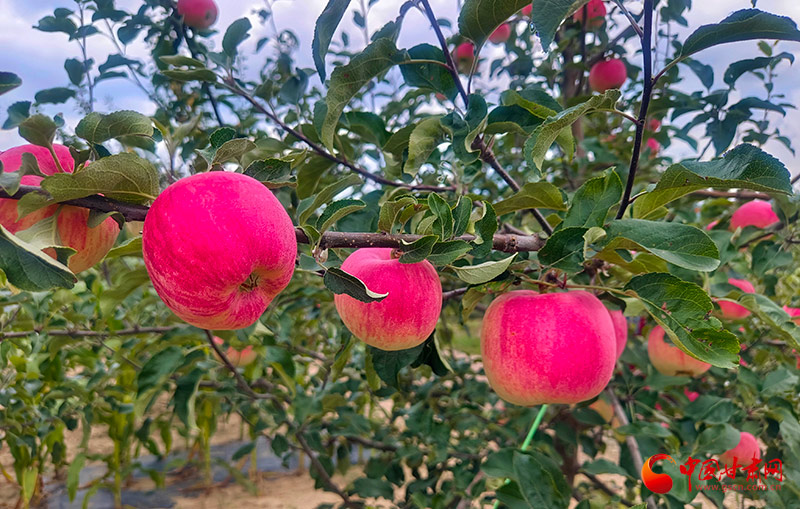 庄浪：早熟苹果抢“鲜”上市