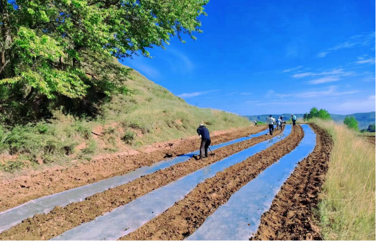 华亭市山寨乡：秋菜复种 “忙”了土地富了群众