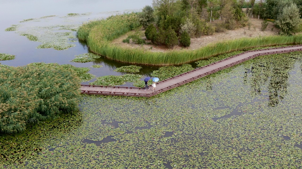 行走中国湿地城市｜银川鸣翠湖：百鸟和鸣，微缩的“塞上江南”盆景