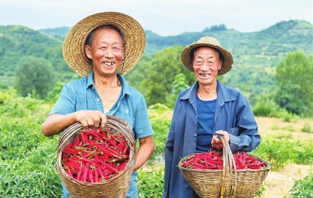 “高辣”朝天椒喜获丰收