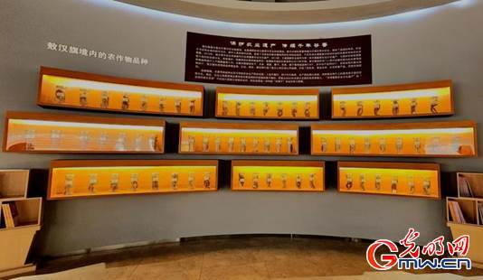 【石榴花开 籽籽同心】农业文化遗产在当代:敖汉小米如何助力乡村振兴 【石榴花开 籽籽同心】农业文化遗产在当代:敖汉小米如何助力乡村振兴