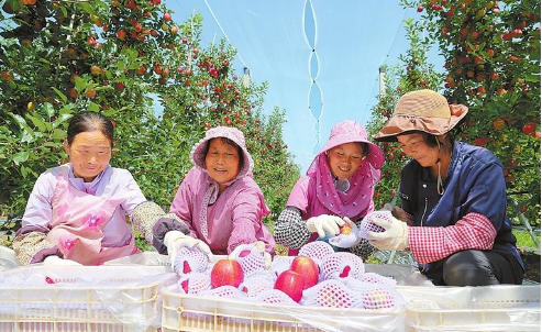 庆阳市西峰区早熟苹果陆续进入收获期