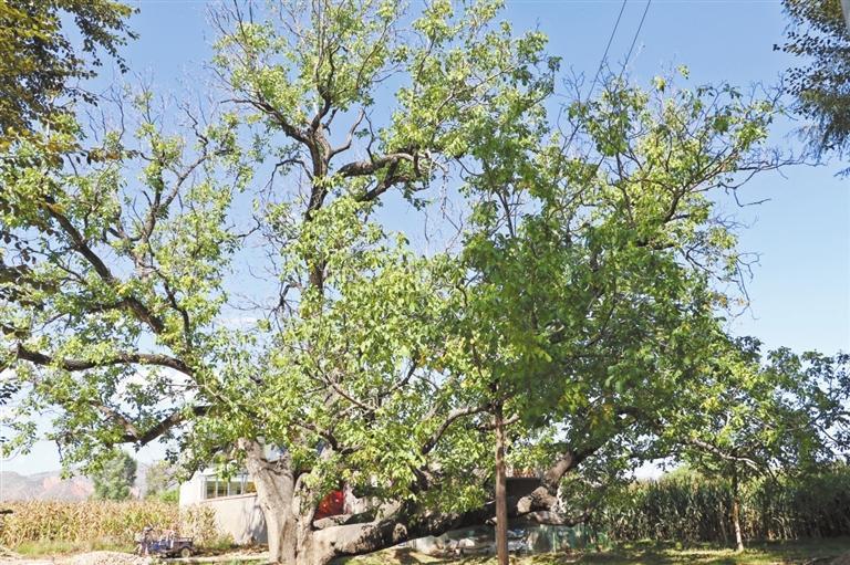 临夏：织牢古树“保护网” 守护绿色“活化石”