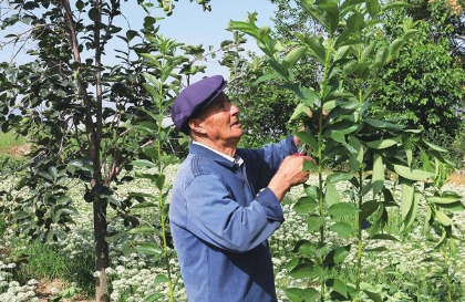 礼县大力发展核桃产业助农增收