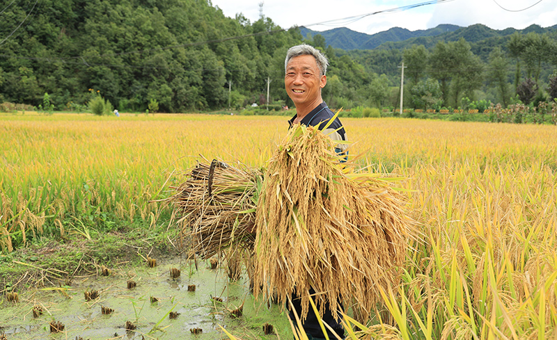  康县：金秋水稻收割忙